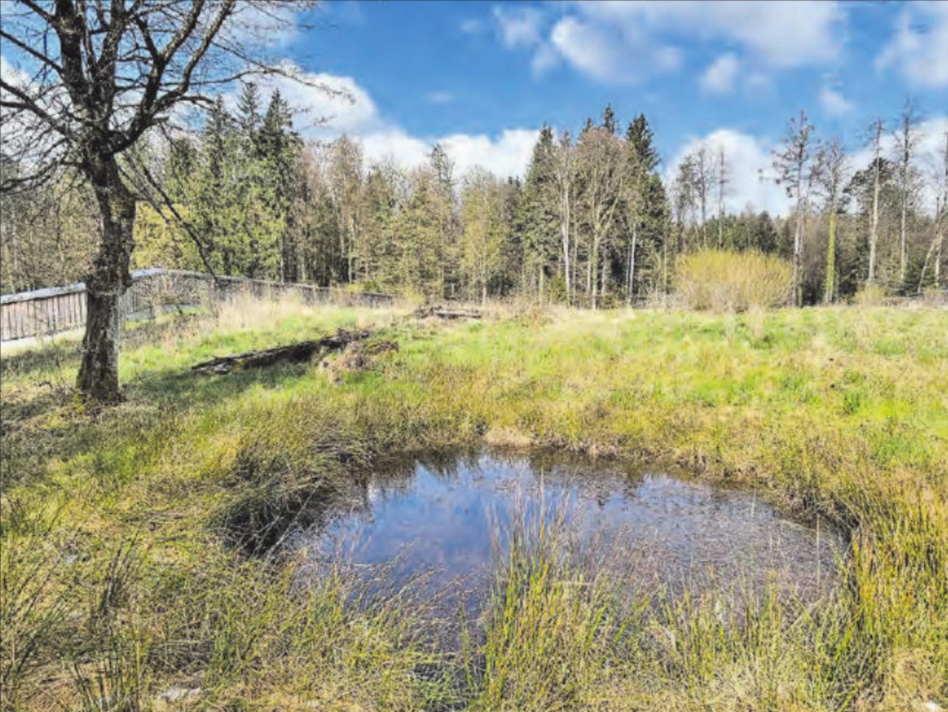 Die Wildtierbrücke bietet mit Magerwiese, Sträuchern und Tümpeln auch Lebensraum für zahlreiche Kleinlebewesen. - Das Bild wird blockiert. – Möglicherweise durch einen aktiven Adblocker.