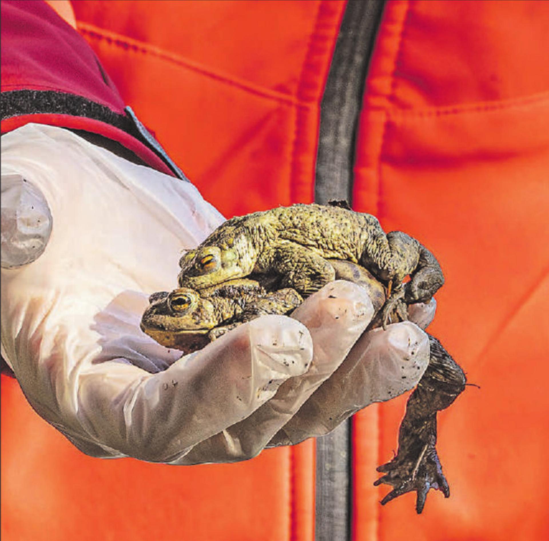 In Paarungslaune: Erdkröte Weibchen trägt Erdkröte Männchen. (Bilder: Dominique Rubin) - Das Bild wird blockiert. – Möglicherweise durch einen aktiven Adblocker.