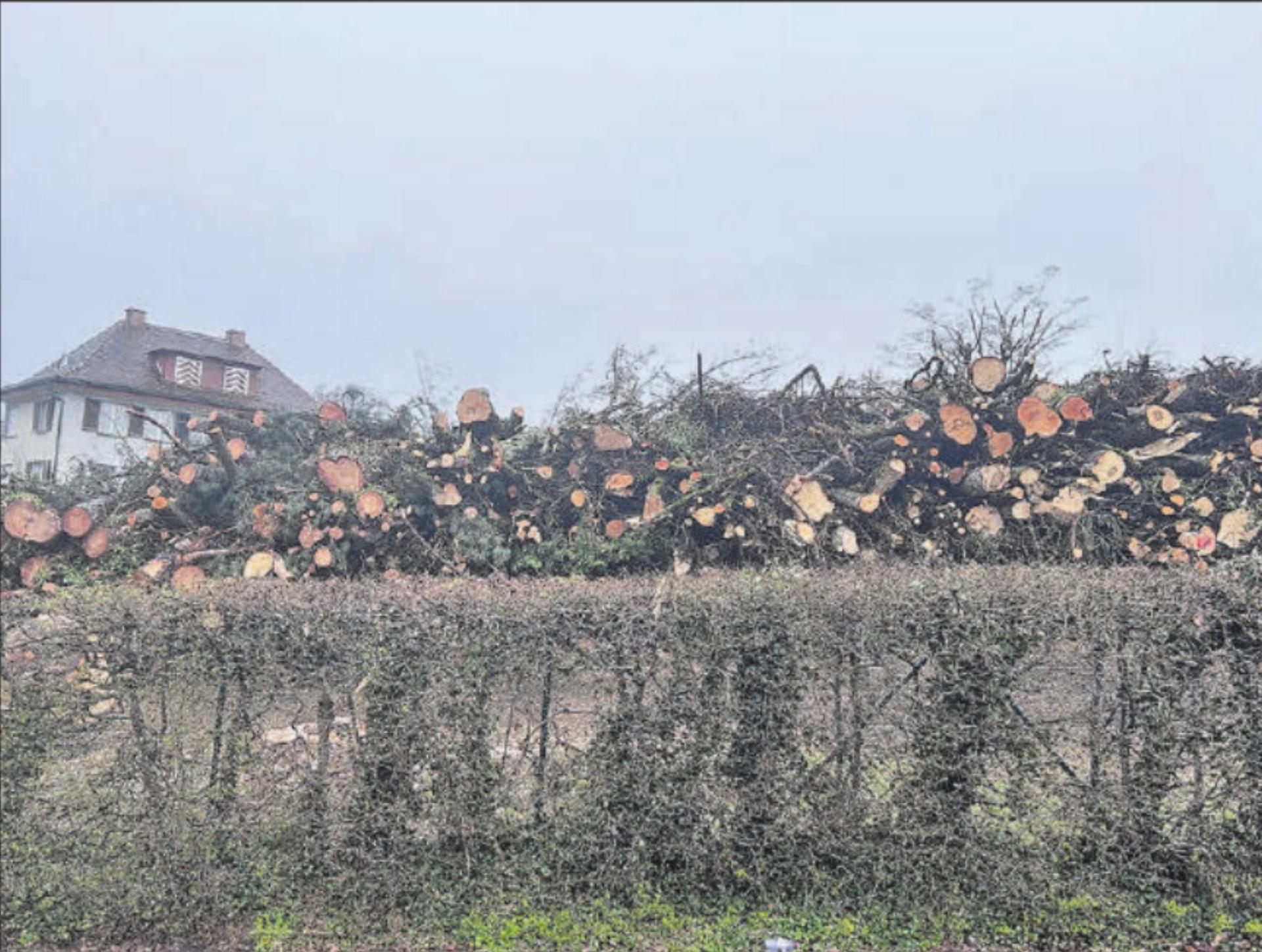 Zurzeit ein trauriges Bild: Die Bäume auf dem Areal der geplanten Überbauung Hofacker wurden gefällt. (Bild: Remo Conoci) - Das Bild wird blockiert. – Möglicherweise durch einen aktiven Adblocker.