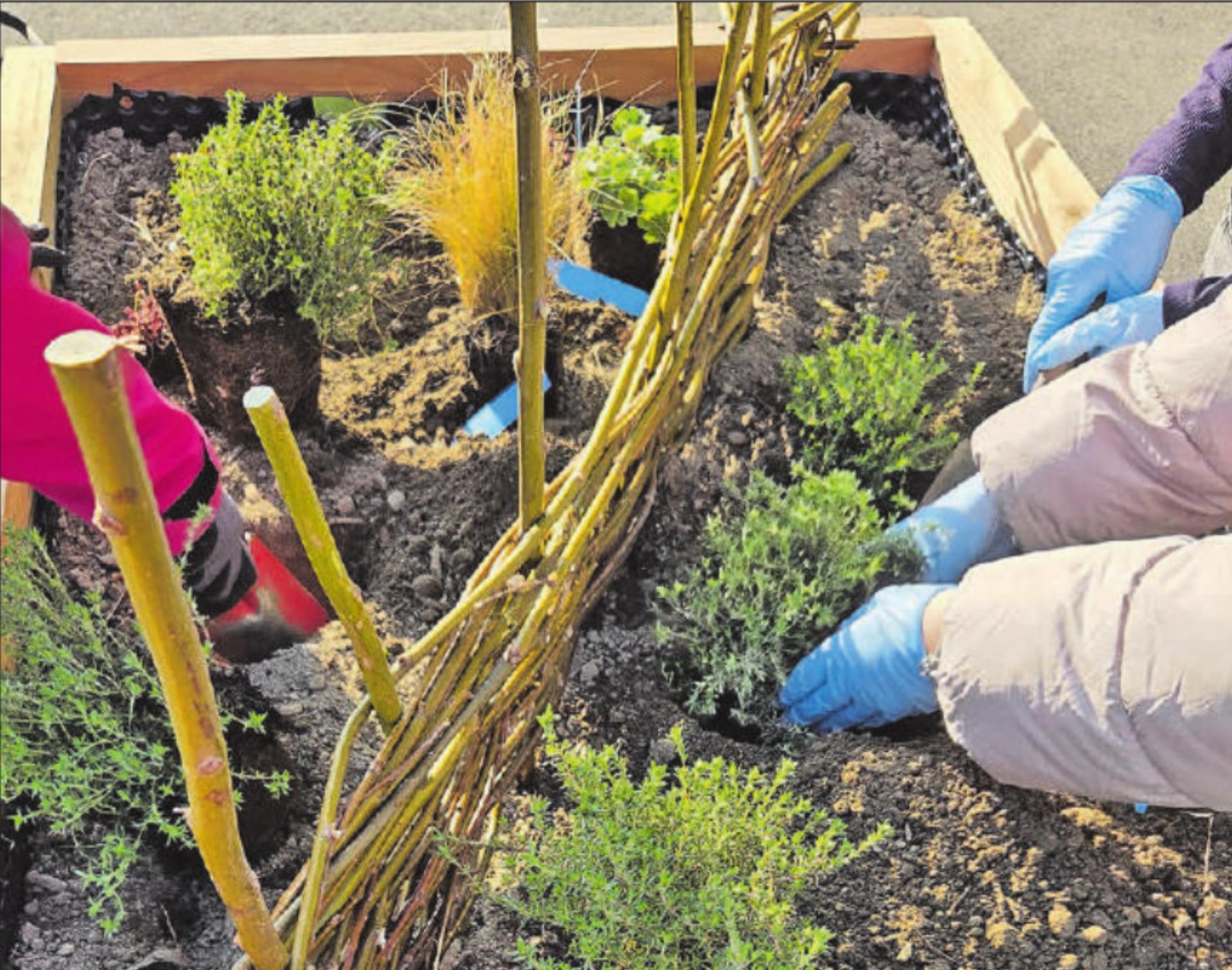 Wurden mit viel Hingabe bepflanzt: Die Holztröge auf dem Zentrumsplatz werden bald eingeweiht. (Bild: zVg.) - Das Bild wird blockiert. – Möglicherweise durch einen aktiven Adblocker.