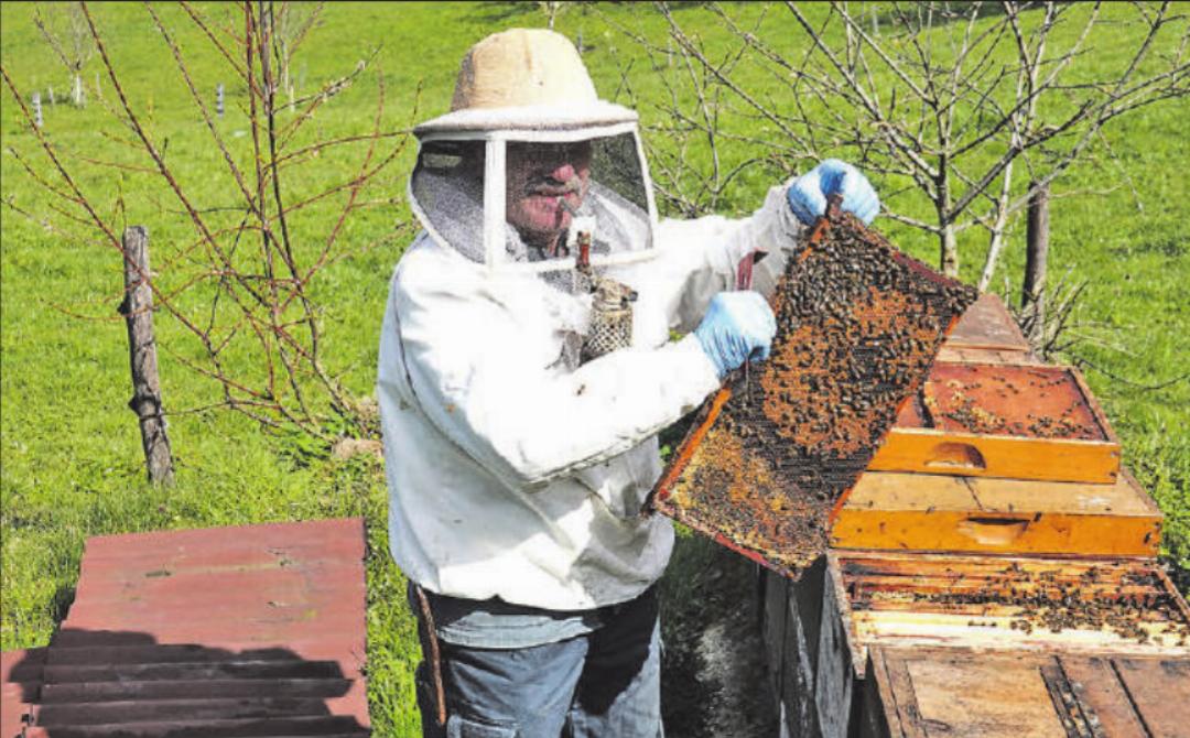 Die gut gefüllte Brutwabe erfreut das Imkerherz. Hansruedi Maurer zeigt eine seiner Waben. Die gut gefüllte Brutwabe erfreut das Imkerherz. Hansruedi Maurer zeigt eine seiner Waben.