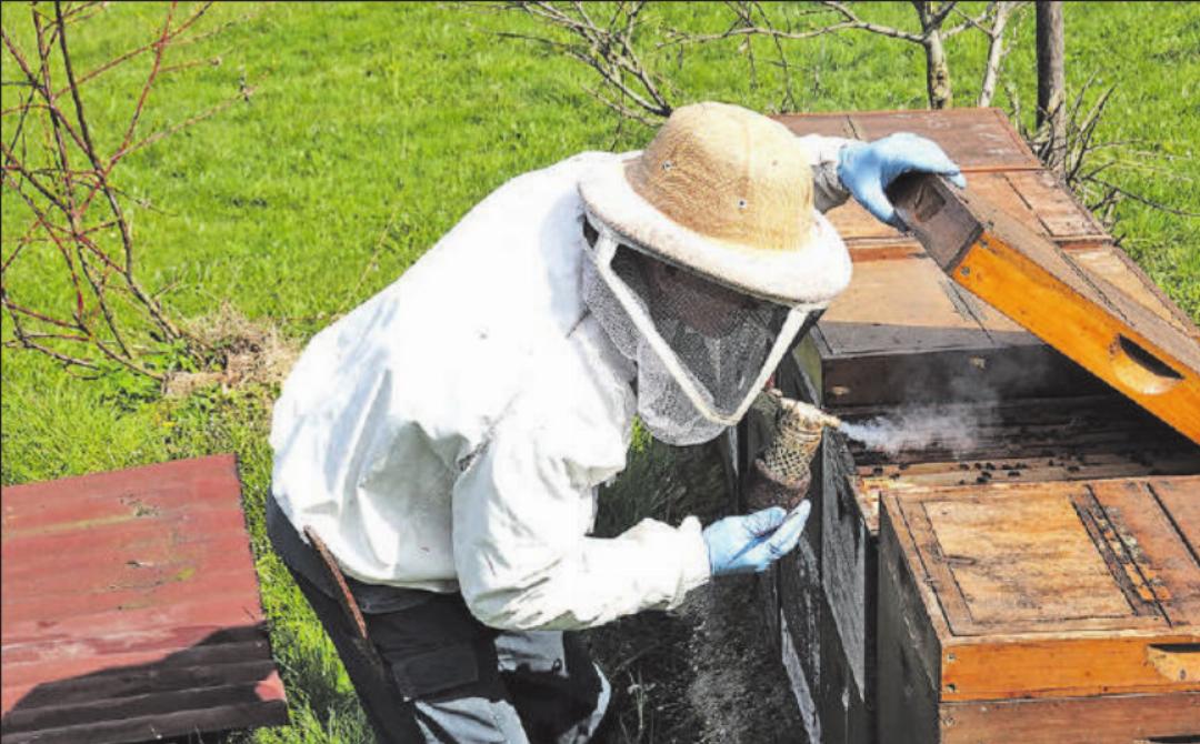 Hansruedi Maurer bläst mit seiner Imkerpfeife Rauch in die Luken des Magazins, um die Bienen zu beruhigen. Hansruedi Maurer bläst mit seiner Imkerpfeife Rauch in die Luken des Magazins, um die Bienen zu beruhigen.