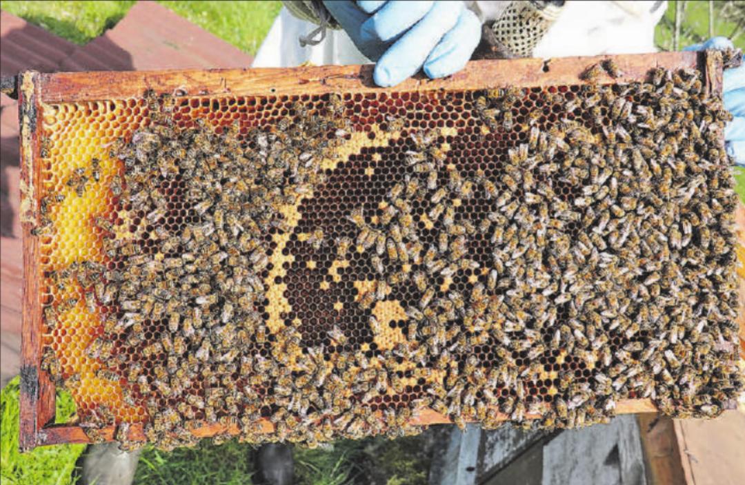 Die Brutwabe ist voller Leben. Die Brutwabe ist voller Leben.