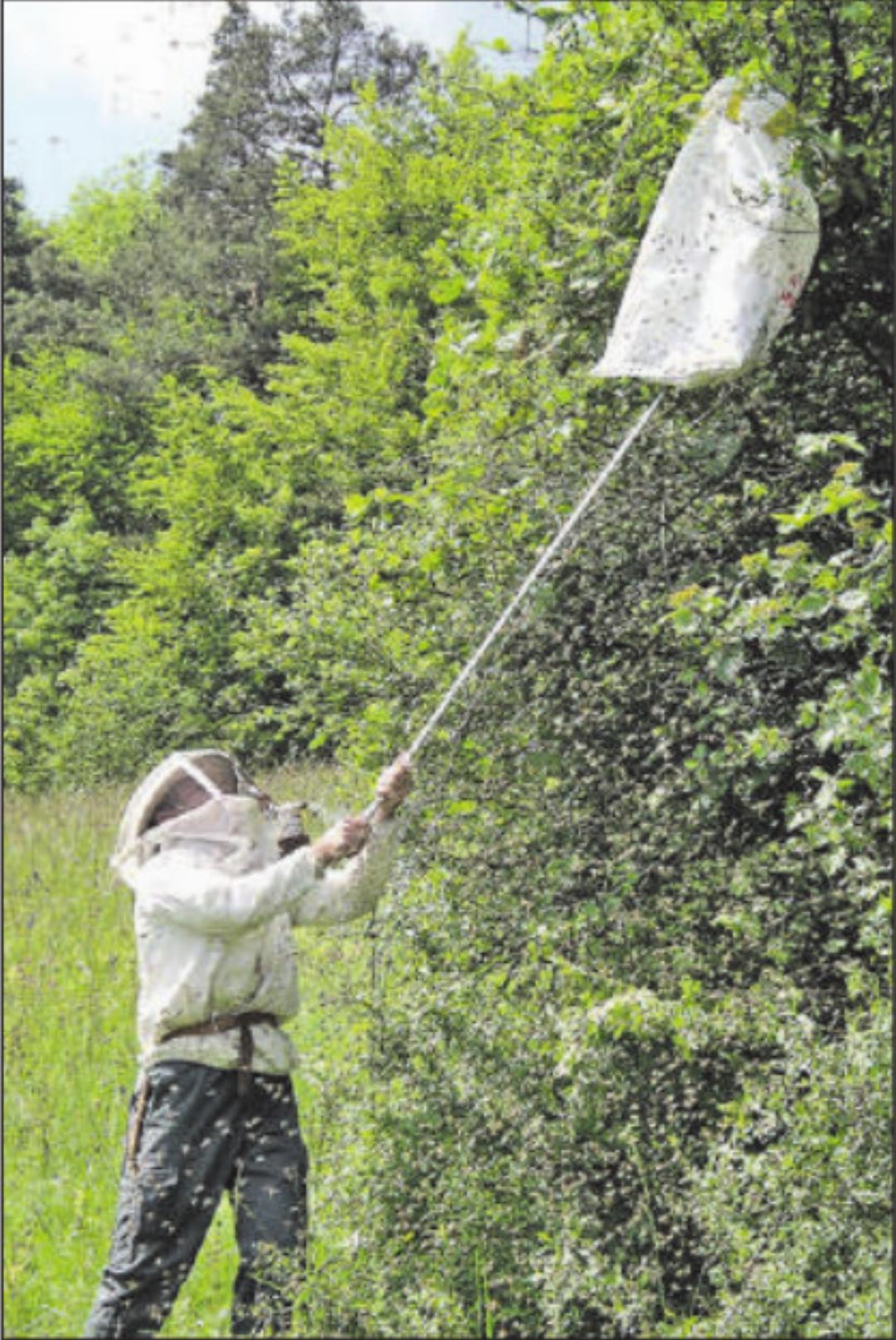 Imker Hansruedi Maurer fängt einen Bienenschwarm ein. (Bild: zVg.) Imker Hansruedi Maurer fängt einen Bienenschwarm ein. (Bild: zVg.)