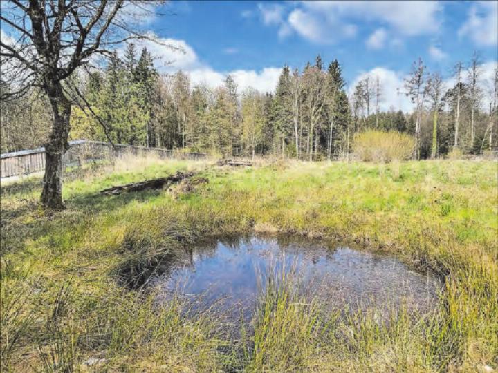 Die Wildtierbrücke bietet mit Magerwiese, Sträuchern und Tümpeln auch Lebensraum für zahlreiche Kleinlebewesen.