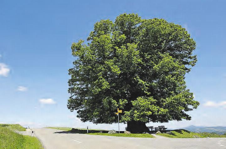 Die Linde von Linn hat einen Stammumfang von elf Metern. (Bild: Stefan Wernli, wikimedia)