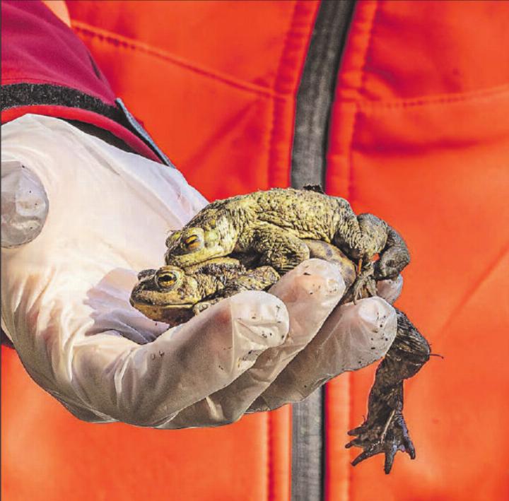 In Paarungslaune: Erdkröte Weibchen trägt Erdkröte Männchen. (Bilder: Dominique Rubin)