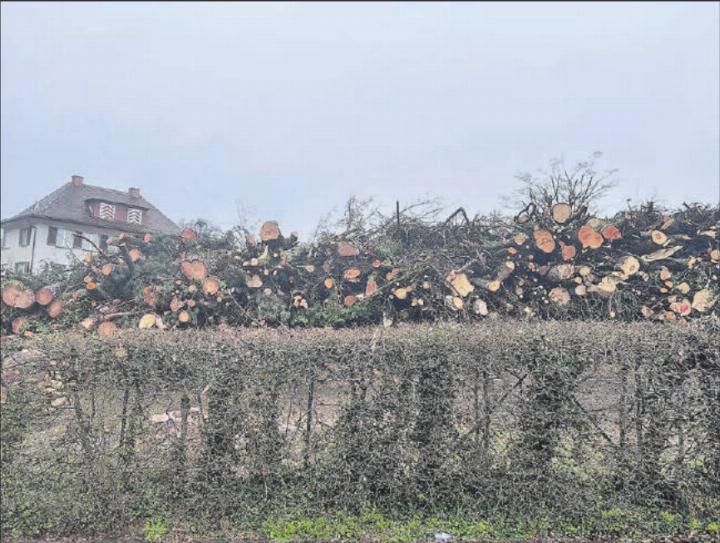 Zurzeit ein trauriges Bild: Die Bäume auf dem Areal der geplanten Überbauung Hofacker wurden gefällt. (Bild: Remo Conoci)