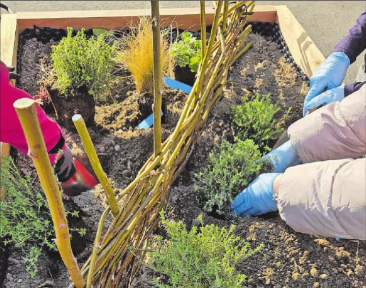 Wurden mit viel Hingabe bepflanzt: Die Holztröge auf dem Zentrumsplatz werden bald eingeweiht. (Bild: zVg.)