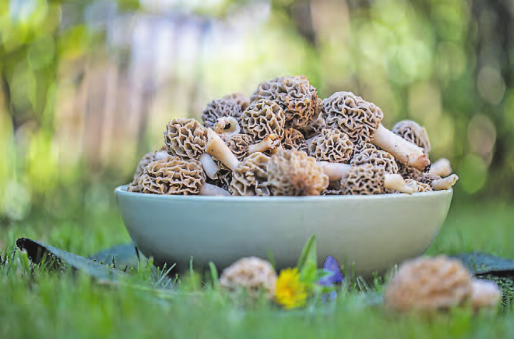Eine Mindestgarzeit von 20 Minuten bei Morcheln minimiert das Risiko einer Erkrankung. (Bild: pixabay)