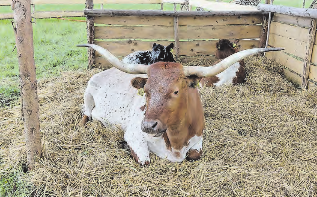 Longhorn Hill – das geduldige Langhorn-Rind gab dem Westerndorf in diesem Jahr den Namen. Longhorn Hill – das geduldige Langhorn-Rind gab dem Westerndorf in diesem Jahr den Namen.