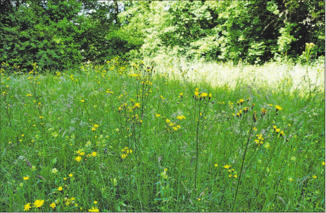 Ein Paradies für die Natur: Das Schulbiotop in Menziken bietet Lebensraum für viele Tiere. Ein Paradies für die Natur: Das Schulbiotop in Menziken bietet Lebensraum für viele Tiere.