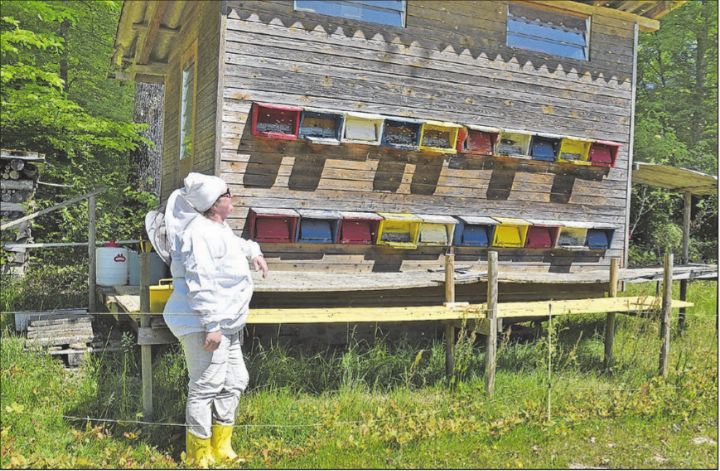 Freude an der Bienenzucht: Das fleissige Treiben der Bienenvölker macht jede Imkerin und jeden Imker stolz. Freude an der Bienenzucht: Das fleissige Treiben der Bienenvölker macht jede Imkerin und jeden Imker stolz.