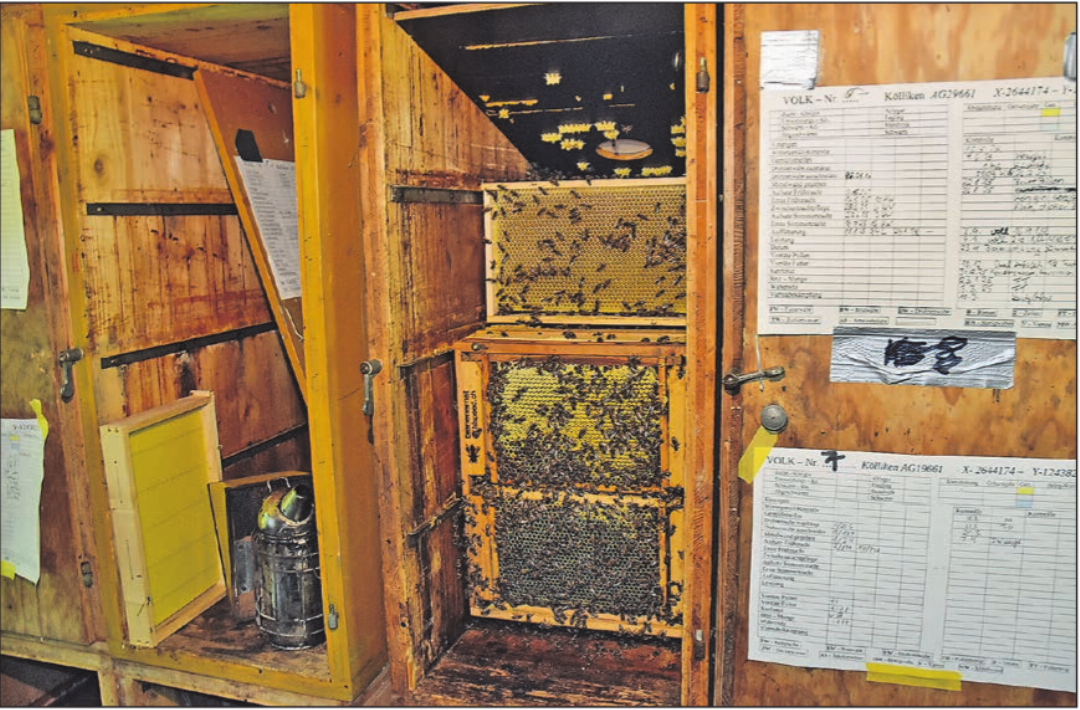 Warum Bienenzucht? Glänzenden Honig kann man schon an den Waben sehr gut erkennen. Warum Bienenzucht? Glänzenden Honig kann man schon an den Waben sehr gut erkennen.