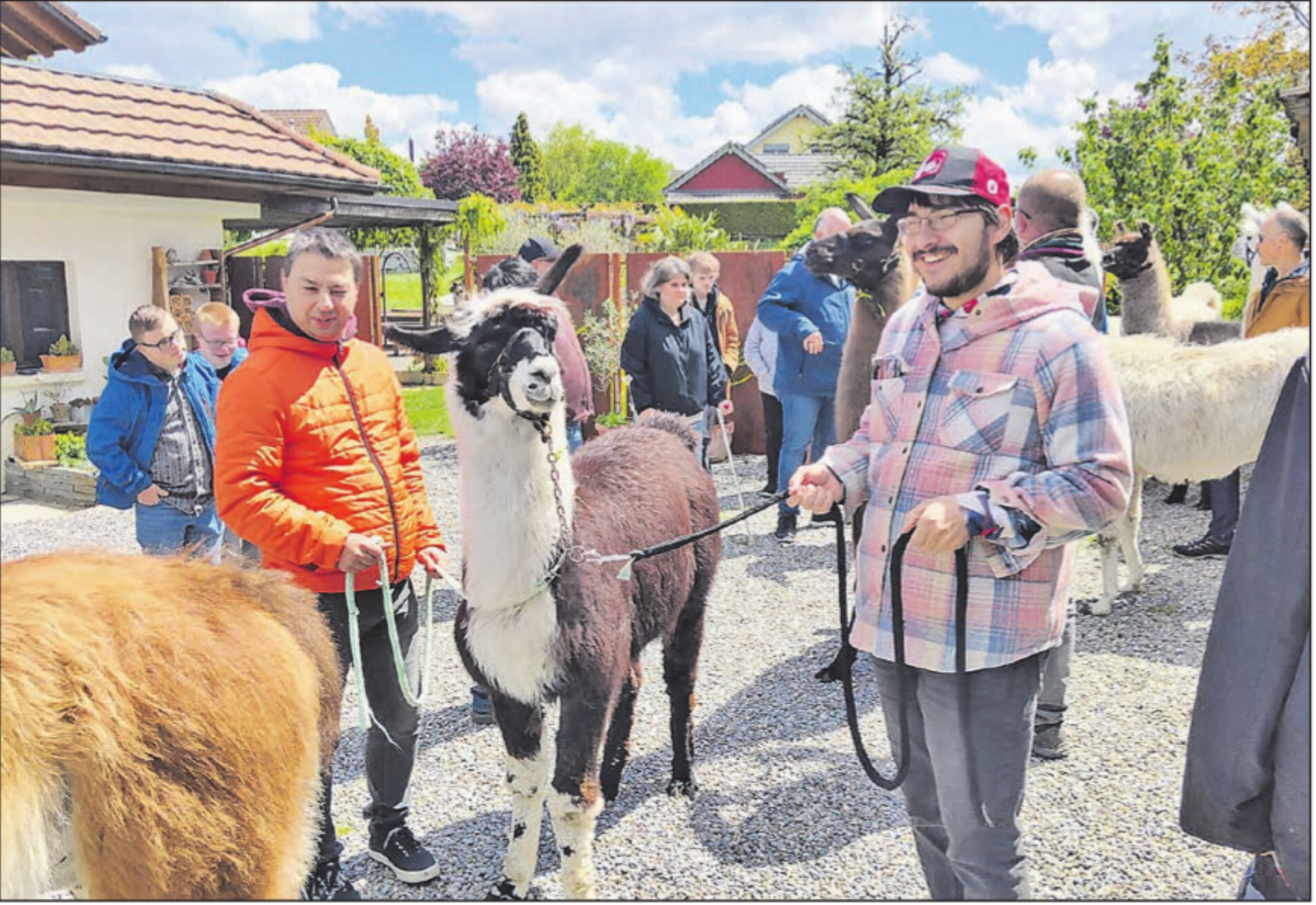 Bereit fürs Trekking: Gäste und Lamas freuen sich auf den bevorstehenden Ausflug bei schönem Wetter. - Das Bild wird blockiert. – Möglicherweise durch einen aktiven Adblocker.