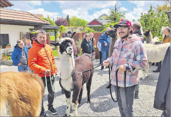 Bereit fürs Trekking: Gäste und Lamas freuen sich auf den bevorstehenden Ausflug bei schönem Wetter.
