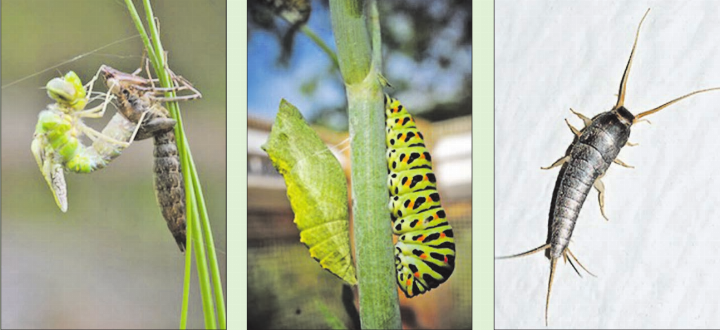 Faszinierend unterschiedlich sind die unzähligen Insektenarten. 
(Bild: zVg.)