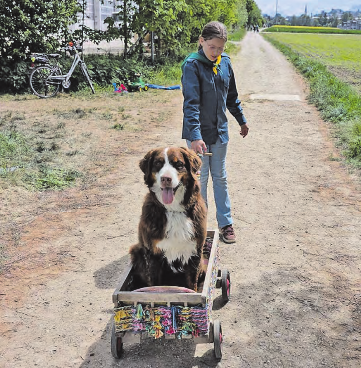 Viel Abwechslung: Das Hundemilitary hatte verschiedene Posten und die Hunde machten fleissig mit. (Bild: zVg.)