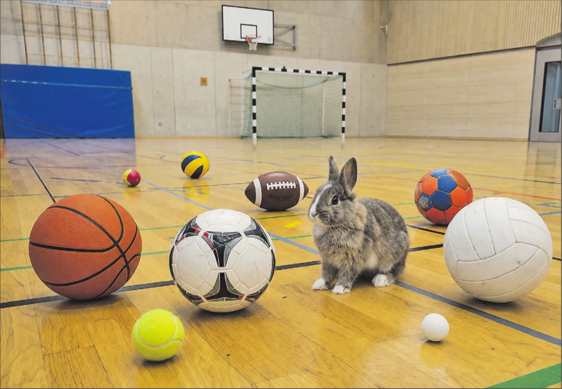 Nicht nur Sportvereine – auch der Kleintierzüchterverein, der die Turnhalle für seine jährliche Ausstellung beansprucht, sollte jetzt seine Ansprüche anmelden. (Bild: KI) - Das Bild wird blockiert. – Möglicherweise durch einen aktiven Adblocker.