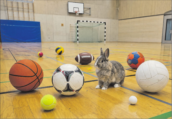 Nicht nur Sportvereine – auch der Kleintierzüchterverein, der die Turnhalle für seine jährliche Ausstellung beansprucht, sollte jetzt seine Ansprüche anmelden. (Bild: KI)