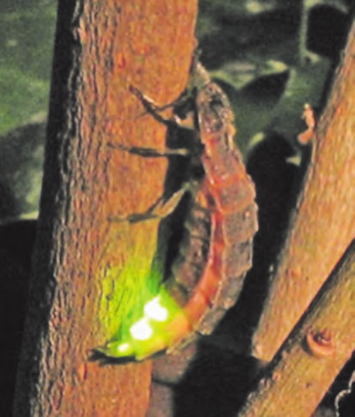 Das zunehmende Kunstlicht in der Nacht schadet auch den Glühkäfern. (Bild: zVg.) Das zunehmende Kunstlicht in der Nacht schadet auch den Glühkäfern. (Bild: zVg.)