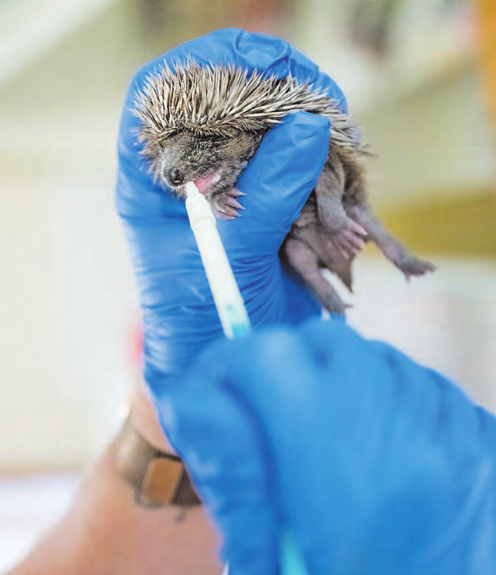 Die Igelbabys werden gefüttert: Auf der Igelstation werden sie aufgepäppelt. Sobald sie gross und stark genug sind, werden sie ausgewildert. (Bild: zVg.)