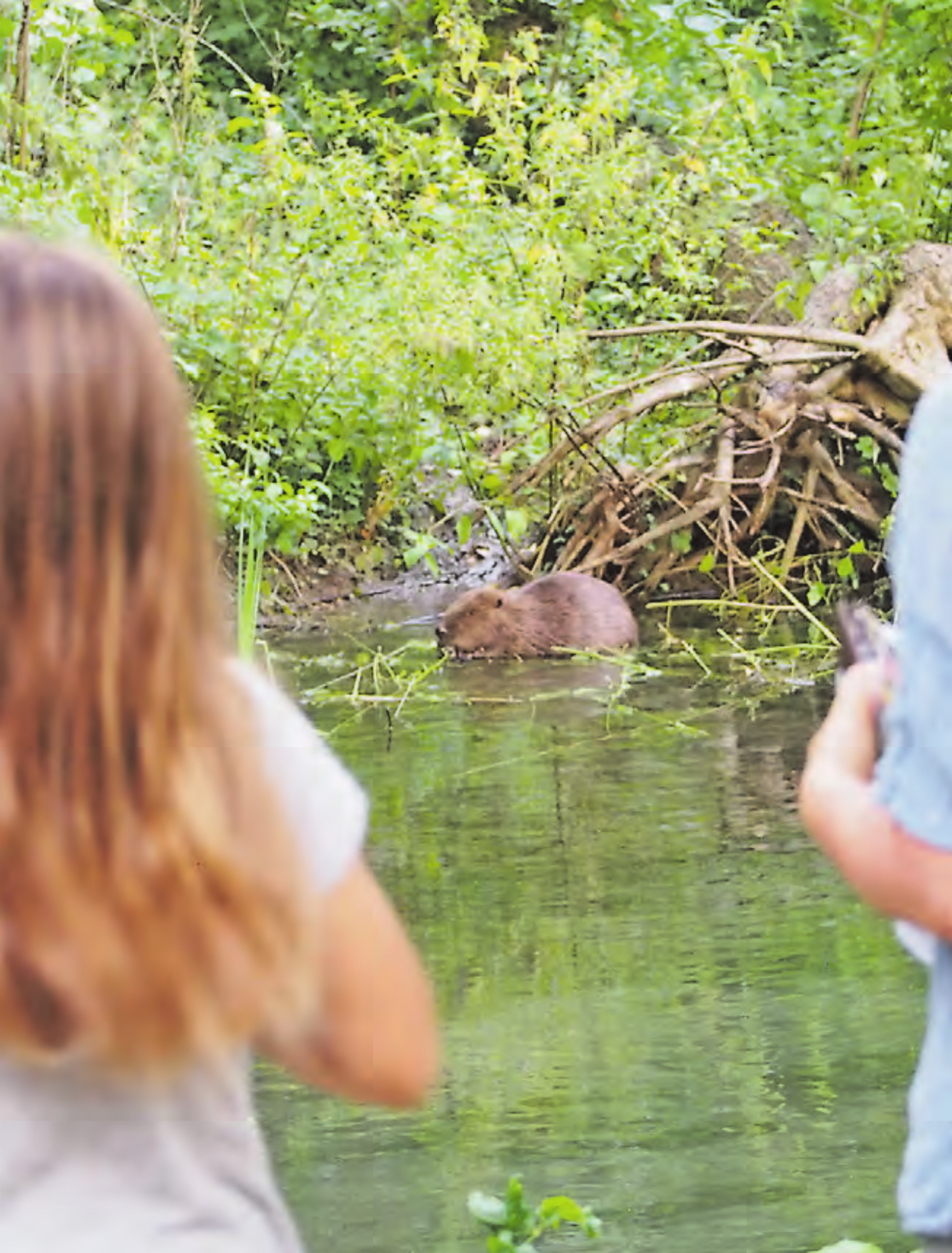 Naturama: Zusammen frische Luft schnuppern und die Welt der Tiere entdecken. Vielleicht trifft man sogar einen Biber. (Bild: zVg.) - Das Bild wird blockiert. – Möglicherweise durch einen aktiven Adblocker.