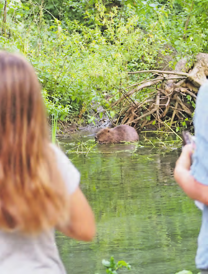 Naturama: Zusammen frische Luft schnuppern und die Welt der Tiere entdecken. Vielleicht trifft man sogar einen Biber. (Bild: zVg.)
