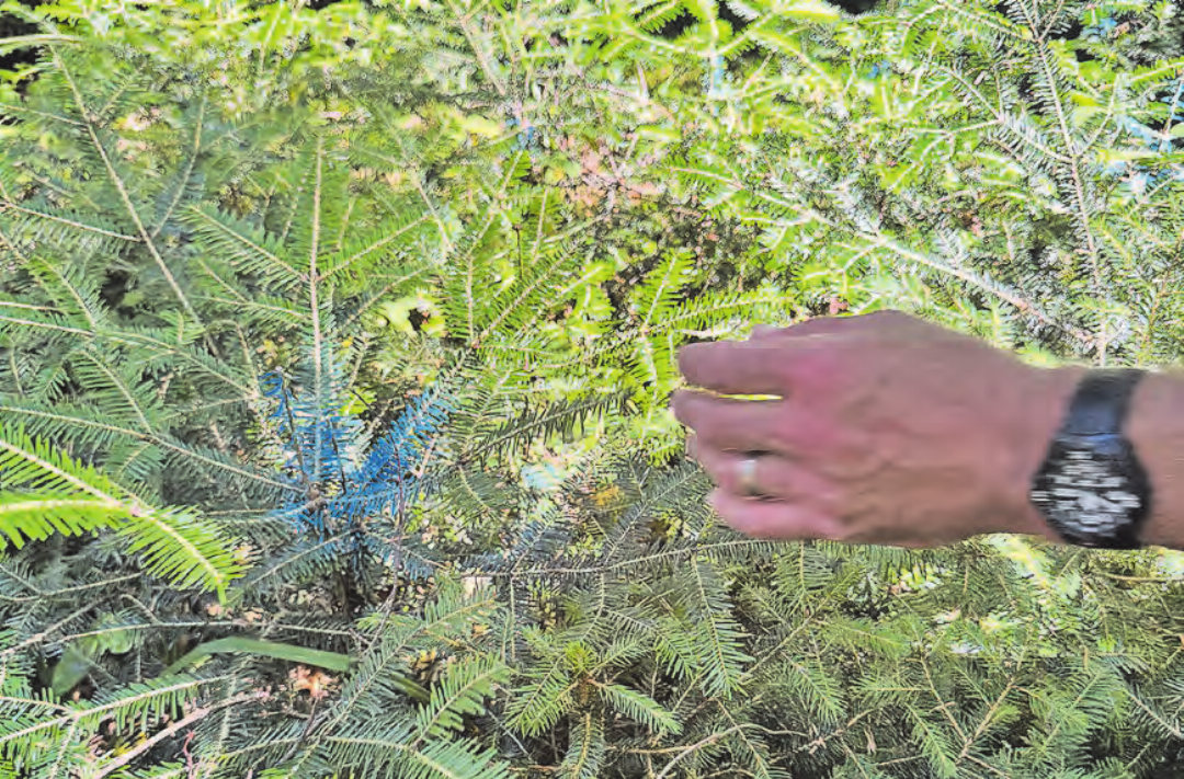 Schutz vor Verbiss durch Rehe: Junge Weisstannen werden mit blauer Spezialfarbe besprüht. (Bilder: Dominique Rubin) Schutz vor Verbiss durch Rehe: Junge Weisstannen werden mit blauer Spezialfarbe besprüht. (Bilder: Dominique Rubin)