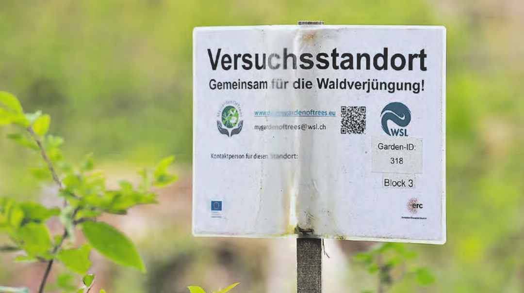 Teil einer Forschung europäischer Zusammenarbeit auf dem Stierenberg: Wie verhalten sich Weisstannen und Buchensämlinge aus wärmeren Regionen in unserer Region. Teil einer Forschung europäischer Zusammenarbeit auf dem Stierenberg: Wie verhalten sich Weisstannen und Buchensämlinge aus wärmeren Regionen in unserer Region.