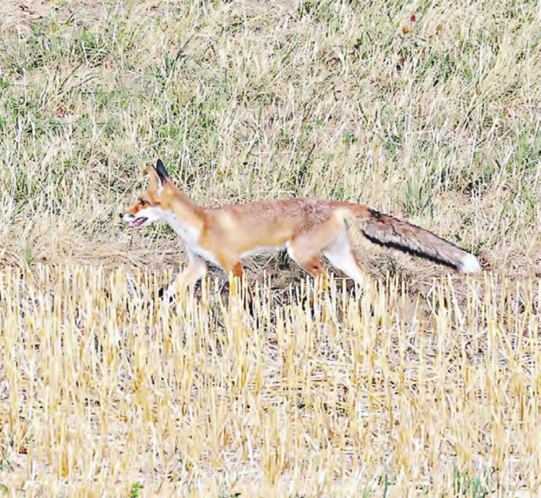 Tiere wie Füchse leiden enorm unter der Trockenheit. Tiere wie Füchse leiden enorm unter der Trockenheit.