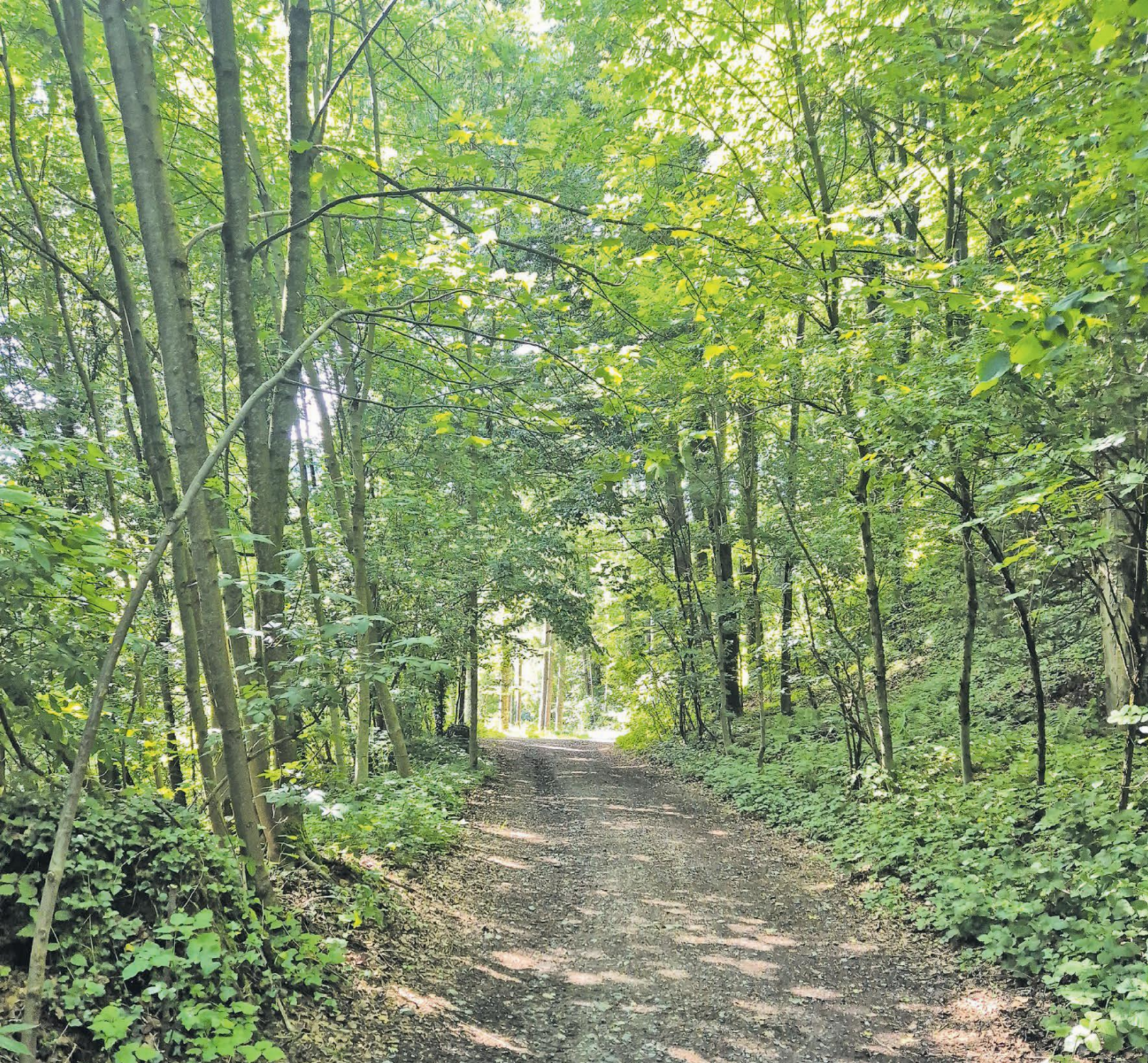 Ein Ort der Begegnung: Waldwege werden vielseitig genutzt, neben Spaziergängern sind auch Velofahrer oder Reiter unterwegs. (Bild: Janine Flückiger) - Das Bild wird blockiert. – Möglicherweise durch einen aktiven Adblocker.