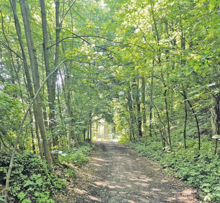 Ein Ort der Begegnung: Waldwege werden vielseitig genutzt, neben Spaziergängern sind auch Velofahrer oder Reiter unterwegs. (Bild: Janine Flückiger) Ein Ort der Begegnung: Waldwege werden vielseitig genutzt, neben Spaziergängern sind auch Velofahrer oder Reiter unterwegs. (Bild: Janine Flückiger)