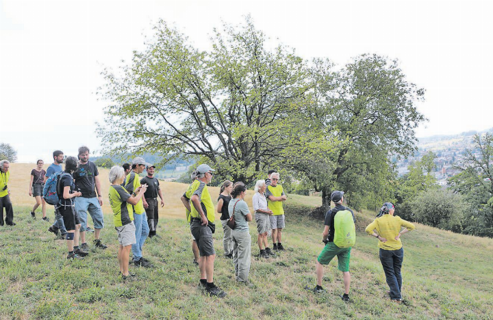 Am Südhang des Hombergs nahm die Kreuzkröte das neue Laichgewässer gut an. (Bilder: Janine Flückiger) Am Südhang des Hombergs nahm die Kreuzkröte das neue Laichgewässer gut an. (Bilder: Janine Flückiger)