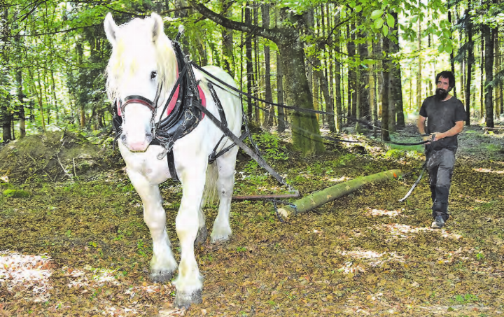 In gemächlichem Schritt von Michi Burgherr geführt: Mit einem Baumstamm im Schlepptau trottet Ilton dahin, als ob nichts wäre. (Bilder: Frieda Steffen)