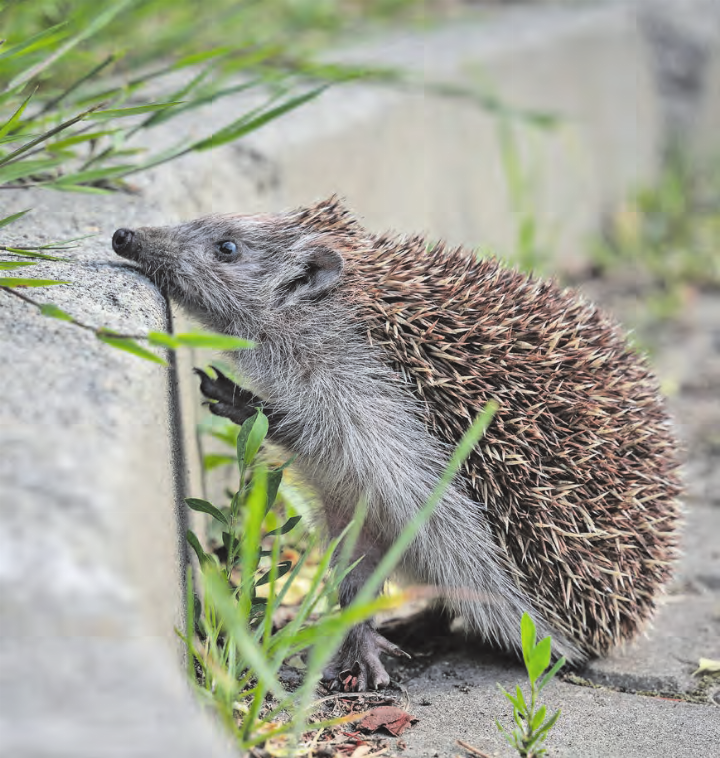 Ein Zuhause gesucht: Igel haben es nicht leicht im Leben. Ein Zuhause gesucht: Igel haben es nicht leicht im Leben.