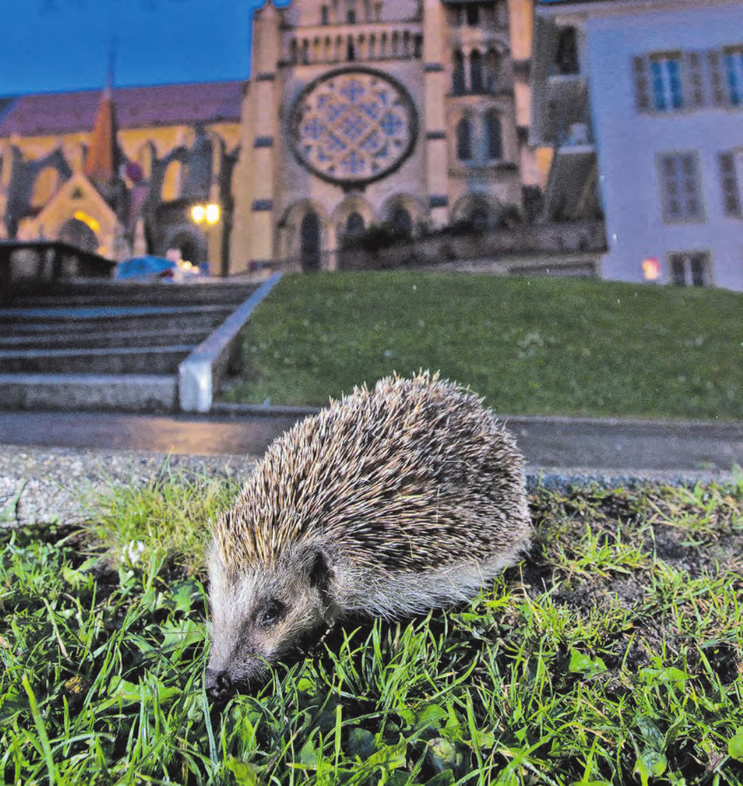 (Bilder: zVg.) (Bilder: zVg.)