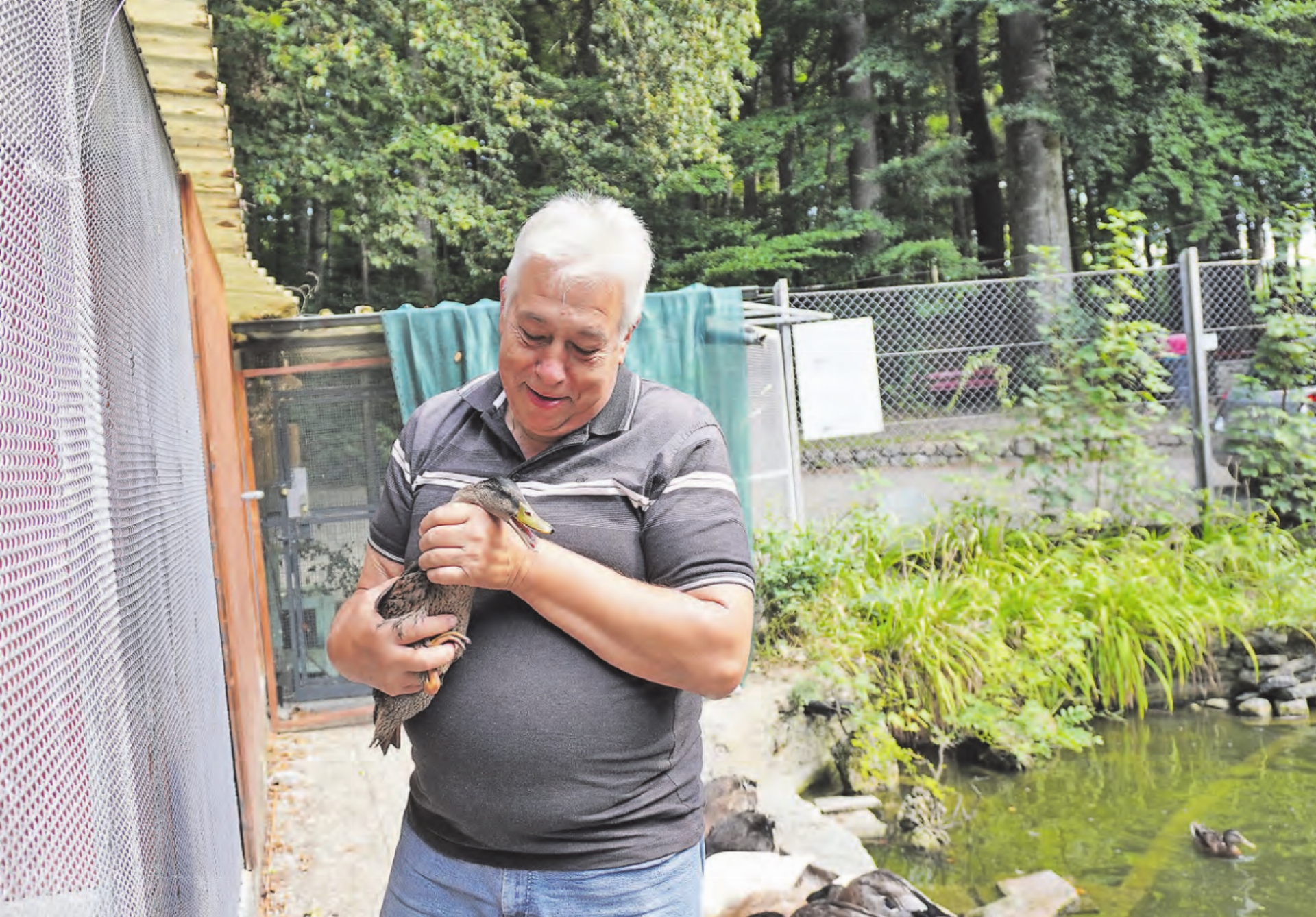 Res Mäder kümmert sich liebevoll um die Tiere im Entenweiher in Menziken. (Bilder: Melanie Köchli) - Das Bild wird blockiert. – Möglicherweise durch einen aktiven Adblocker.