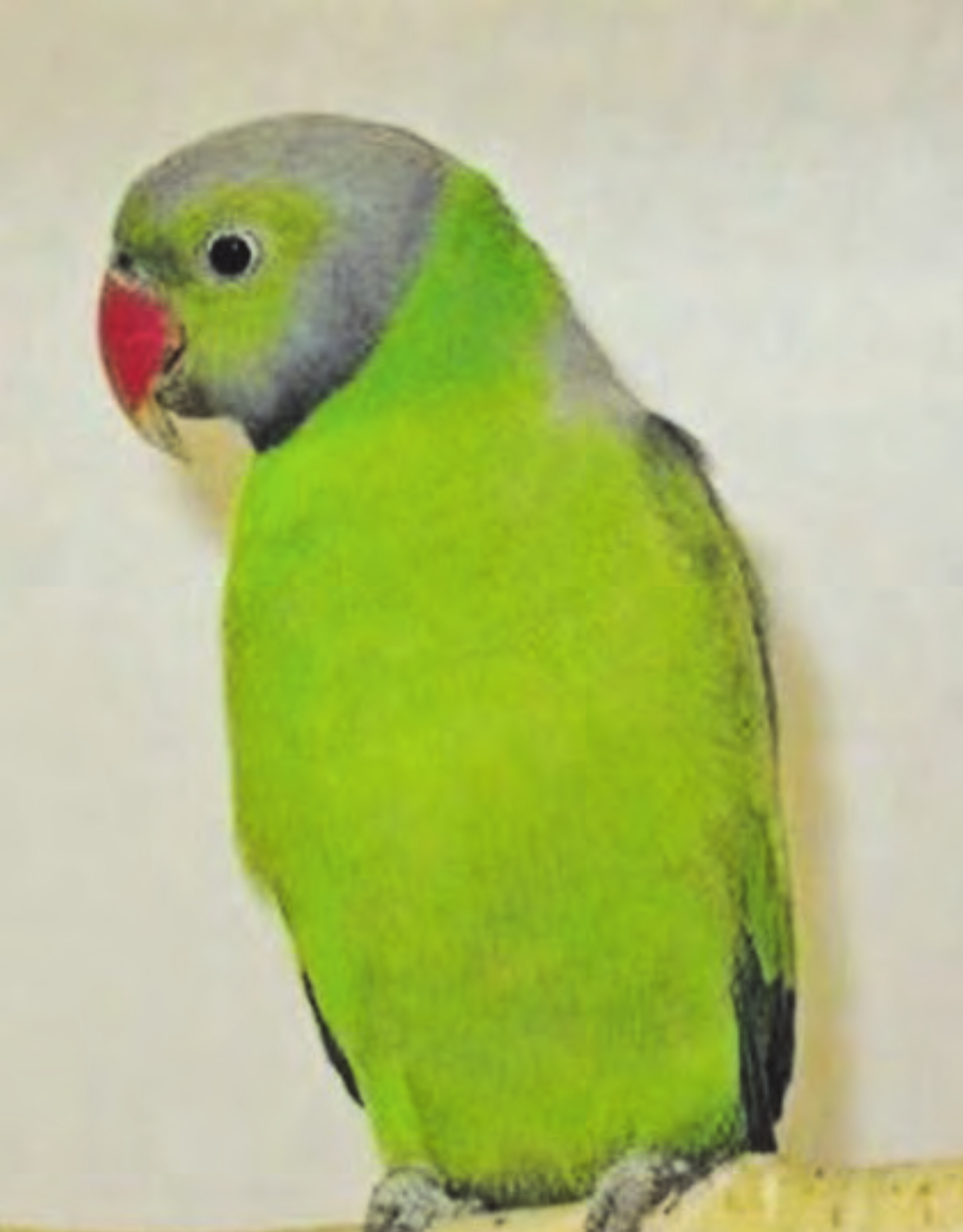 Der Pflaumenkopfsittich sowie andere prächtige Vogelarten sind an der Ausstellung zu sehen. (Bild: zVg.) - Das Bild wird blockiert. – Möglicherweise durch einen aktiven Adblocker.