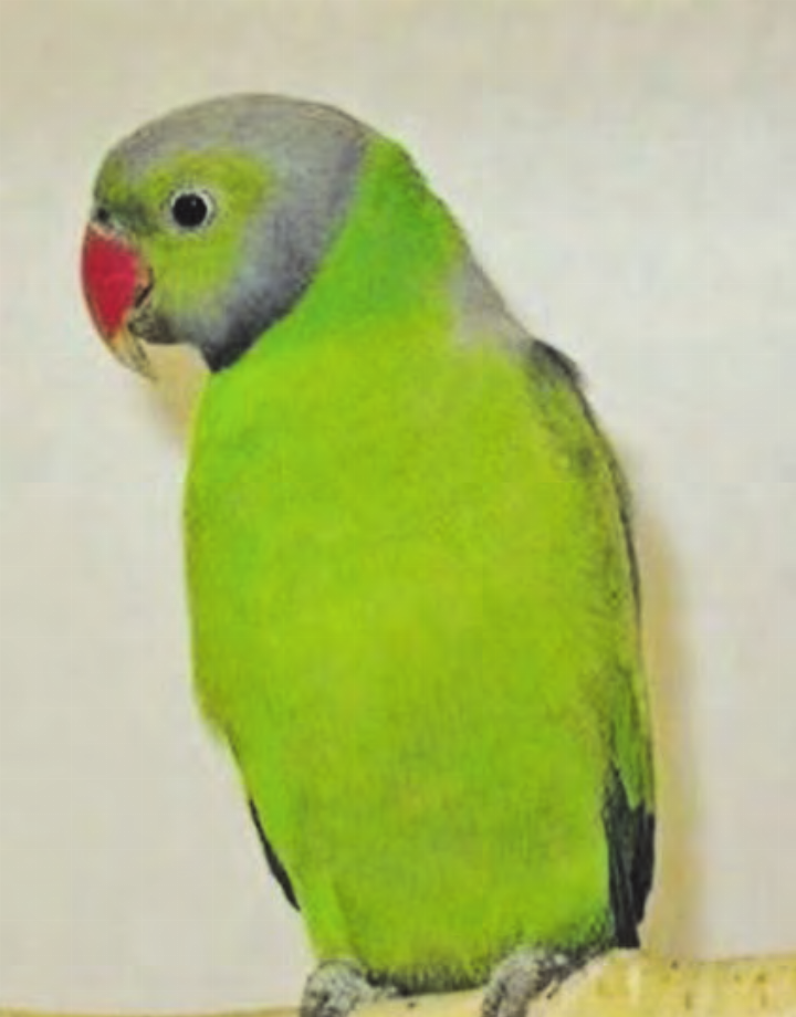 Der Pflaumenkopfsittich sowie andere prächtige Vogelarten sind an der Ausstellung zu sehen. (Bild: zVg.)