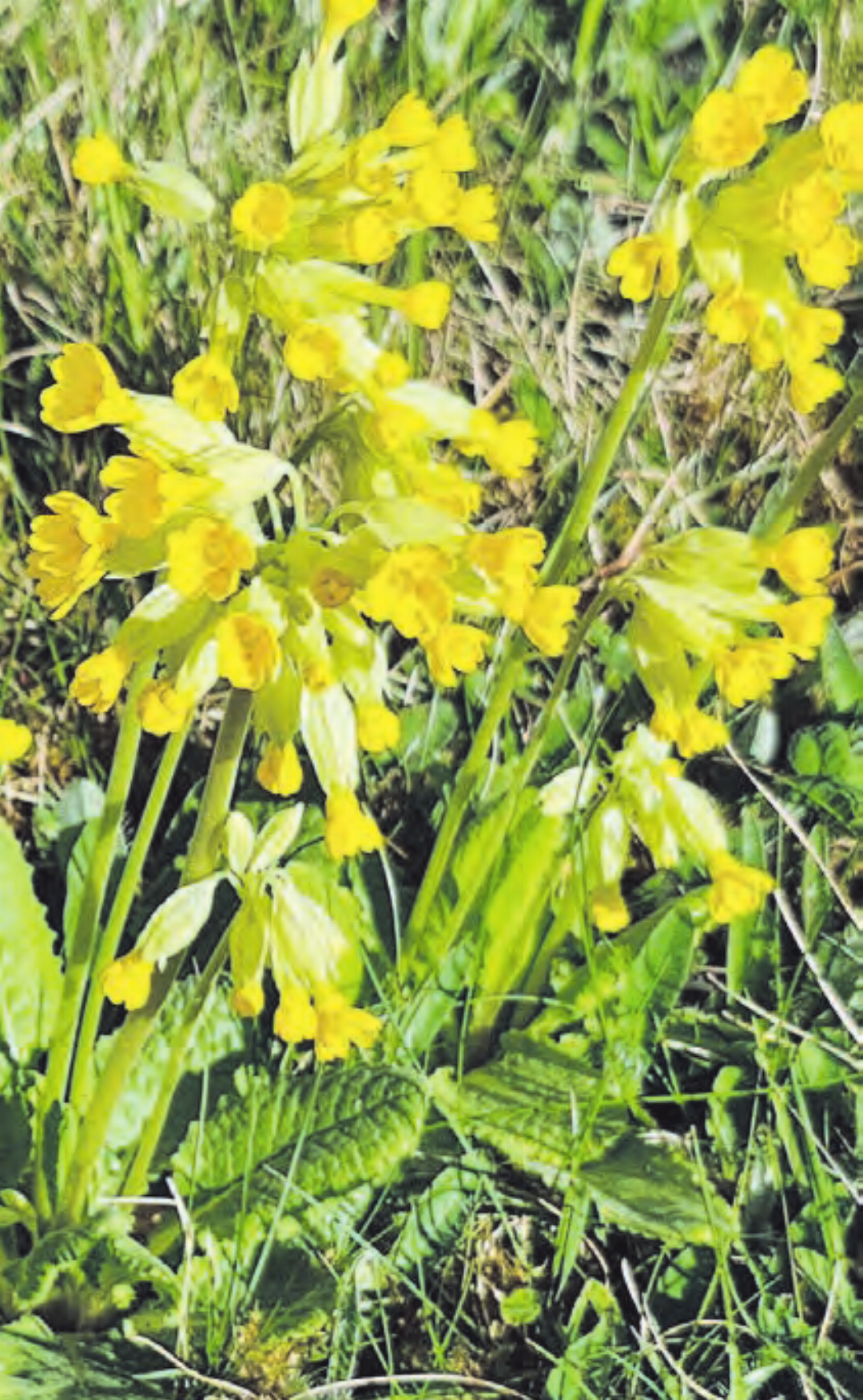 Nach Kölliken zurückgekehrt: Die in unserer Region seltenen Mondäneli, der Schlüsselblume ähnlich. (Bild: Ruedi Lüthi) Nach Kölliken zurückgekehrt: Die in unserer Region seltenen Mondäneli, der Schlüsselblume ähnlich. (Bild: Ruedi Lüthi)