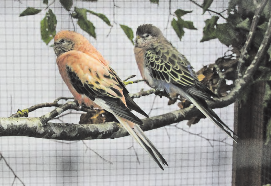 Diese zwei Bourkesittiche lassen sich nicht aus der Ruhe bringen. Diese zwei Bourkesittiche lassen sich nicht aus der Ruhe bringen.