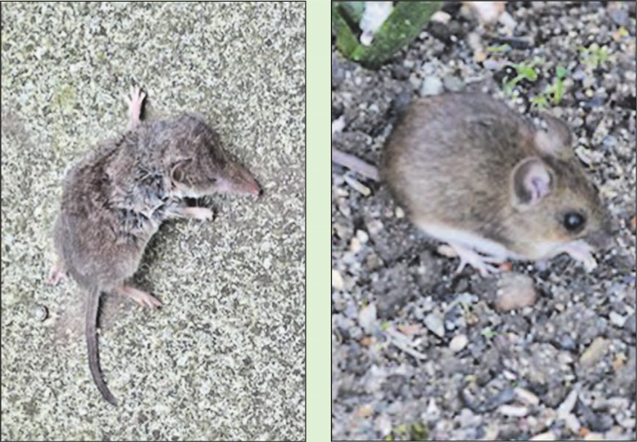Links ist eine Spitzmaus und rechts eine echte Mausart. (Bilder: Ernst Hofmann) Links ist eine Spitzmaus und rechts eine echte Mausart. (Bilder: Ernst Hofmann)