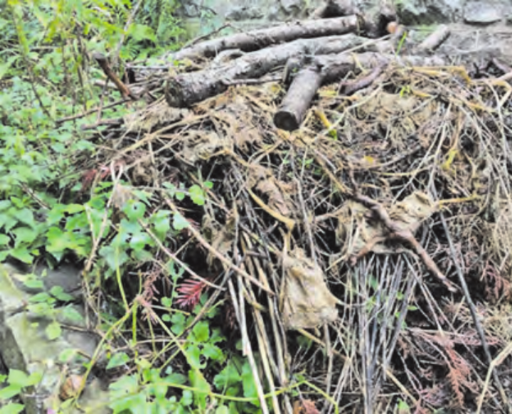 Holzstrukturen im Garten bieten wichtige Lebensräume für viele Tierarten. (Bild: zVg.) Holzstrukturen im Garten bieten wichtige Lebensräume für viele Tierarten. (Bild: zVg.)